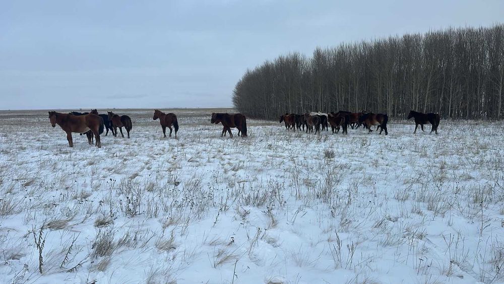 10 сауынды бие сатылады