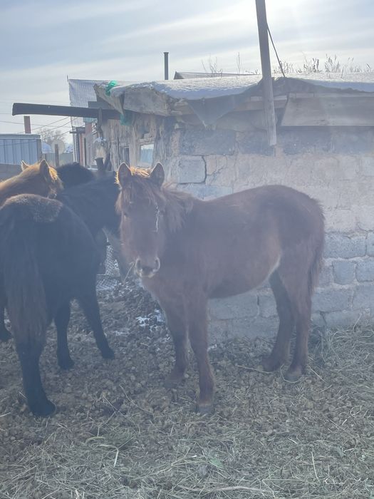 Ұргашы жабағы сатылады