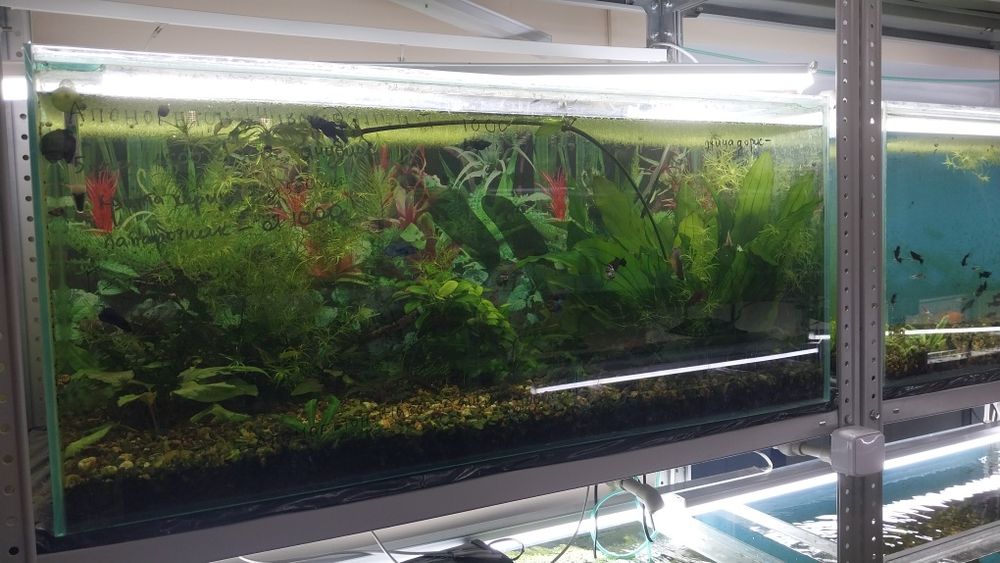 Распродажа Аквариумов Б/У