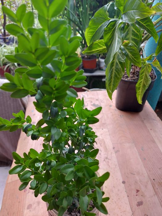 Самшиты  подростки