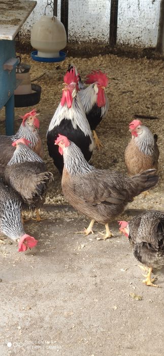 Cocos argintiu italian rasa ouătoare