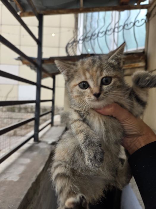 Отдам котят бесплатно