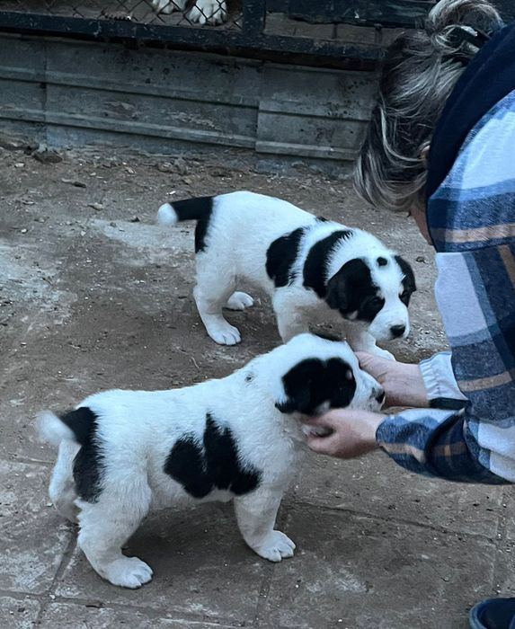 Чистокровный алабай