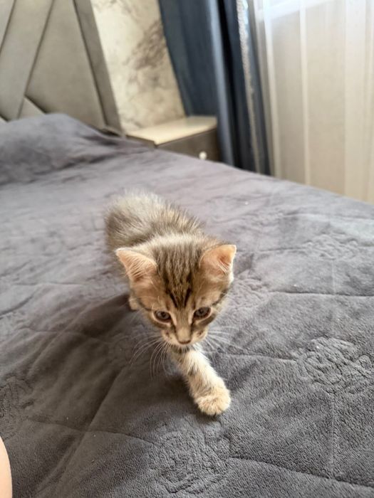 Шотландский котенок