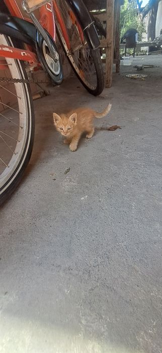 Продаются КОТЯТА