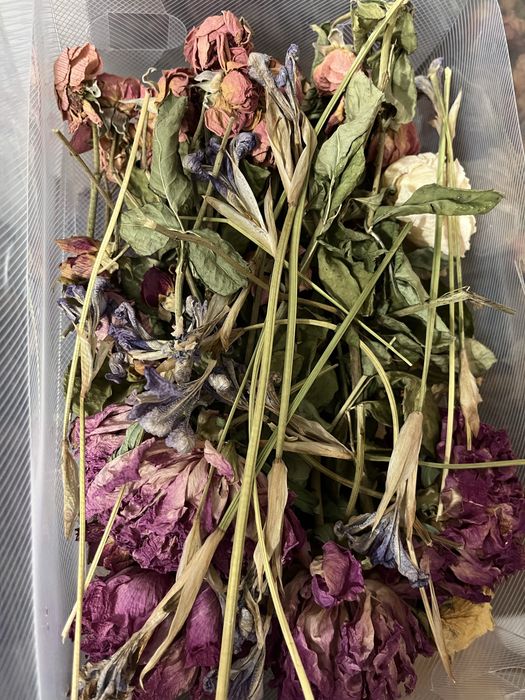 продам сухие цветы