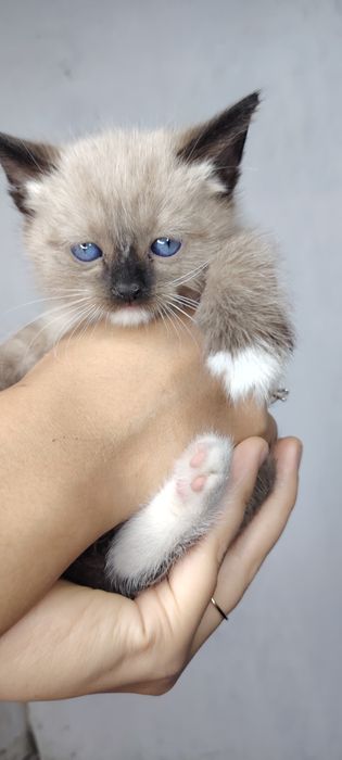 Отдаем котят в добрый руки