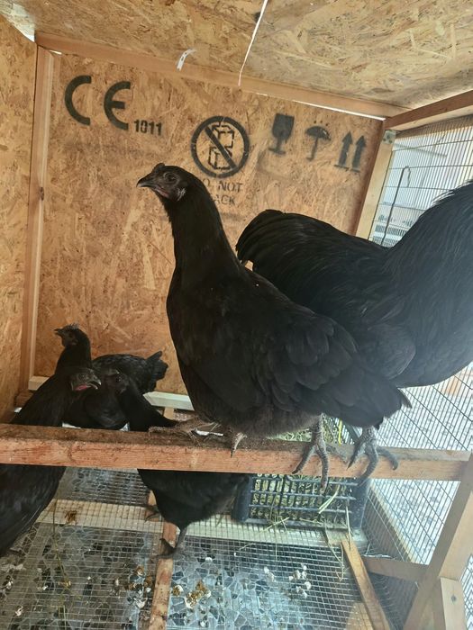 Продаю кур ,породы Ухейилюй