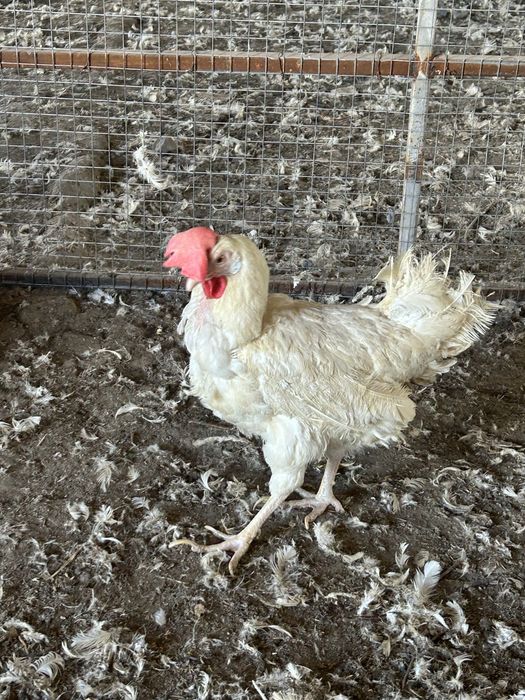 Куры несушки с доставкой