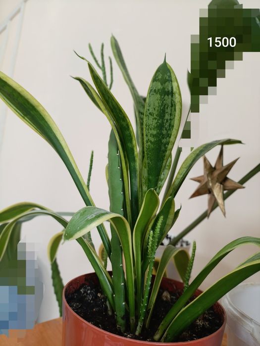 Неприхотливые комнатные цветы