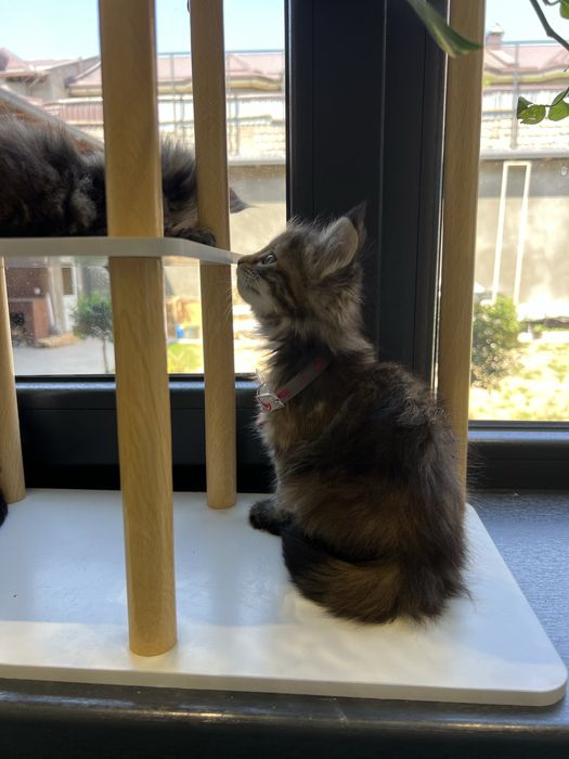 мейн кун sotiladi