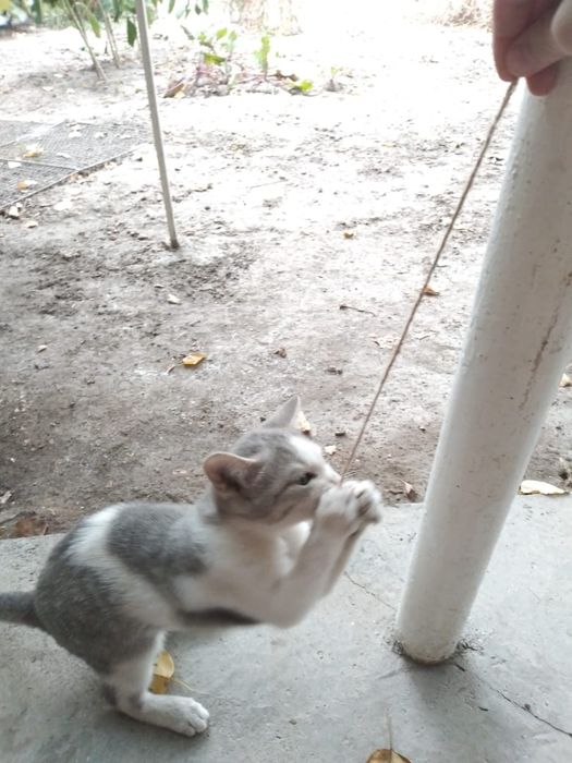 Подарю котят игривых