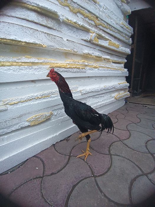 Dakan xoroz sotiladi soglom