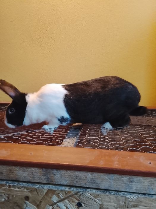 Iepure hycole francez femelă