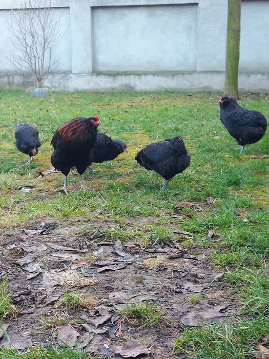 Ouă araucana pt. incubat