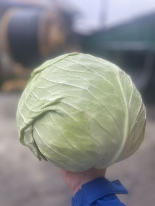 Varza kilaherb de vanzare direct din camp