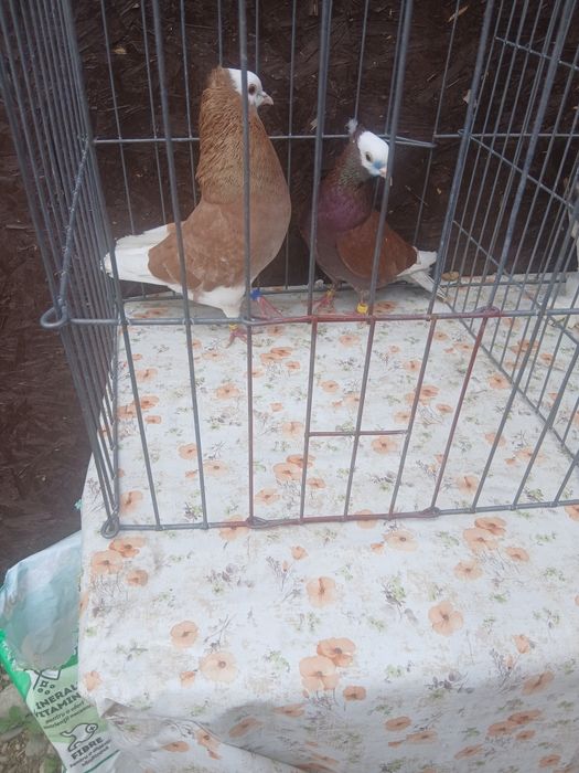 De vanzare păsări si porumbei ornament