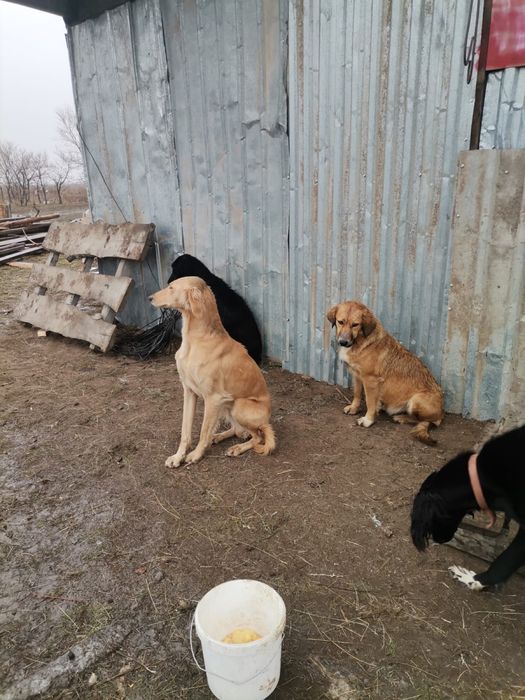 Продаю тазы .Продаю Гончи