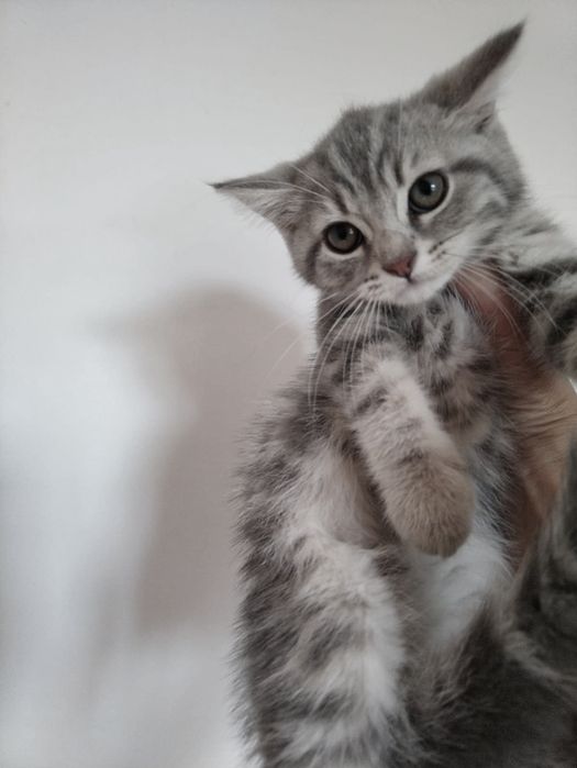Котята манчкины (балеринки)