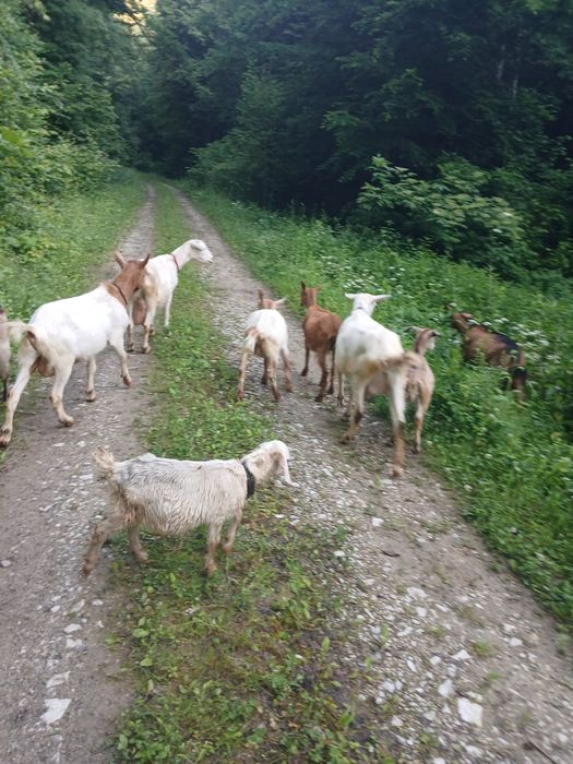 Vând capre cu lapte