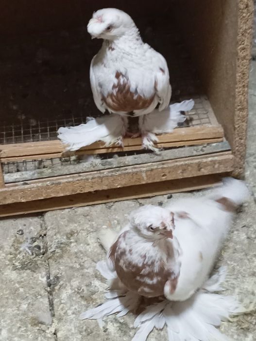 Голуби летные и декаративные