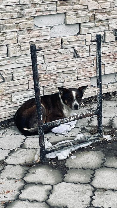 Молодой пес в частный дом