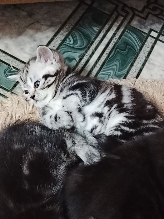 Котята вислоухие