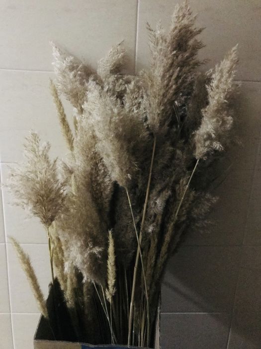 Сухоцветы Камыши