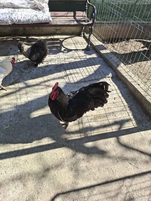 Cocoși de rasa Austrolorp