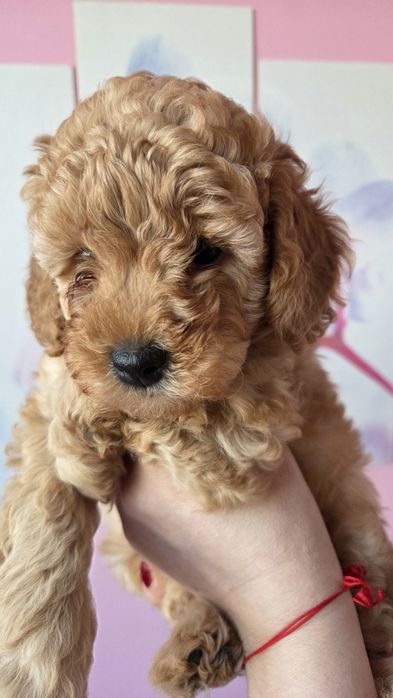 Той пуделчета,момче и момиче.