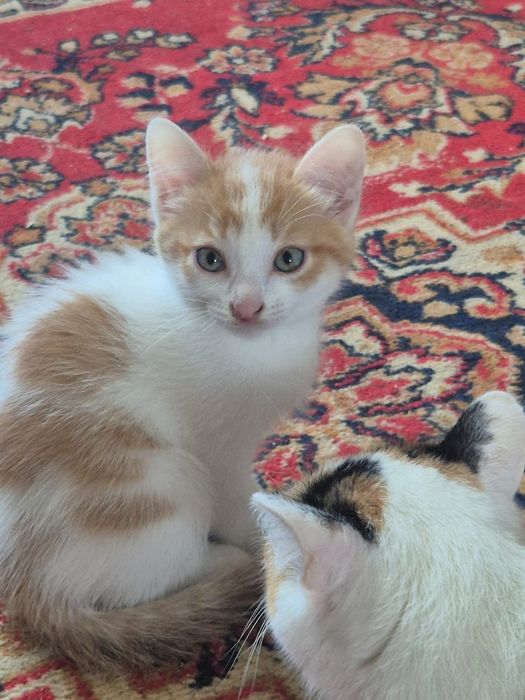 Отдам котят в добрые руки