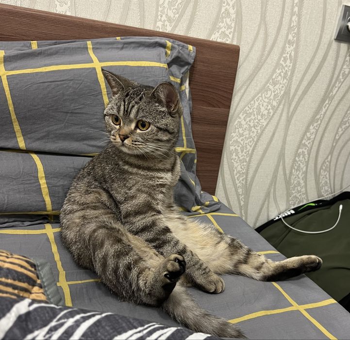 Отдам кошку в добрые руки