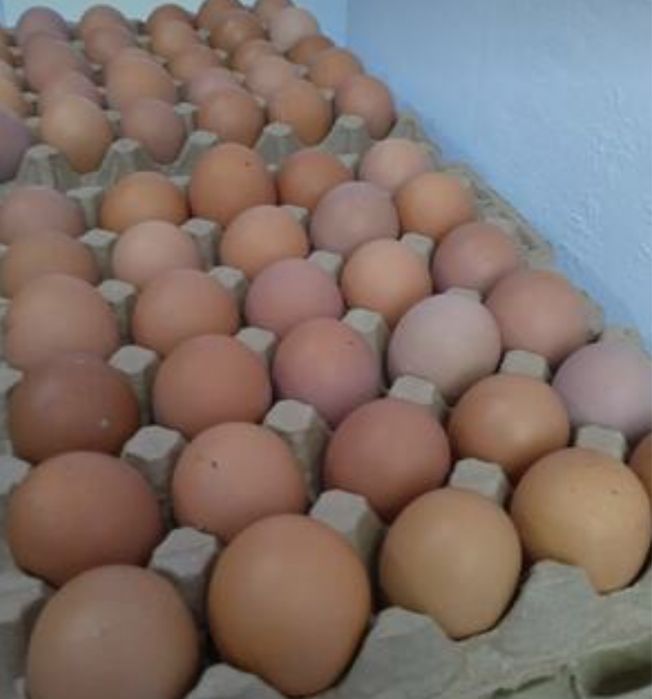 куры несушки Ломан Браун