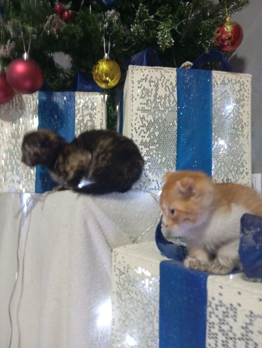 Веслоухие котята не дорого бодрые игривые не капризные