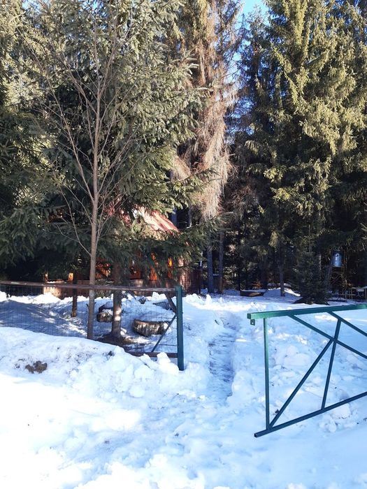Teren central cu padure  si cabanuta ideal de construit!