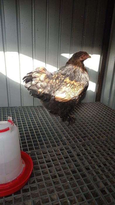 Vând cocoș și găini brahma