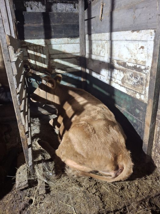 Продам кораву уп