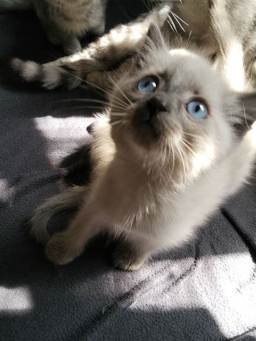 Продам котят  1000