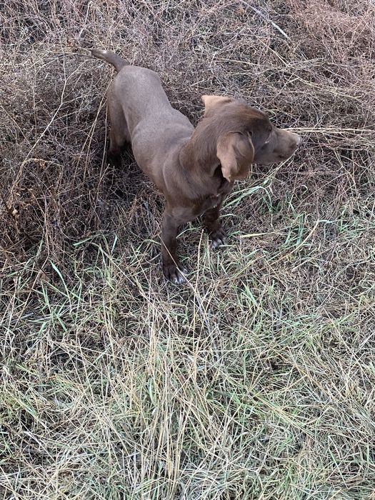 Продам сабаку куцхар