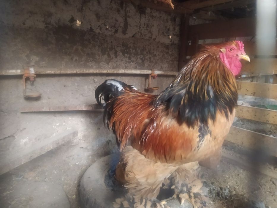 Brama tuxumlari sotiladi