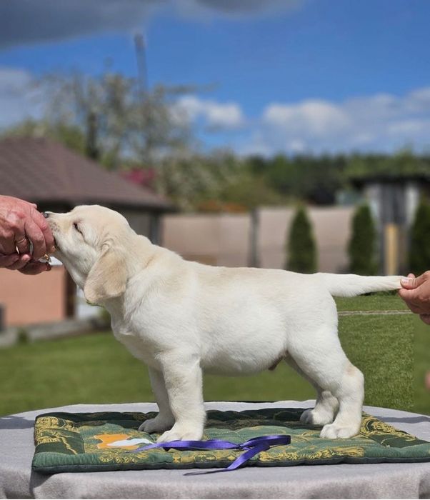 Детки Лабрадора Ретривера!