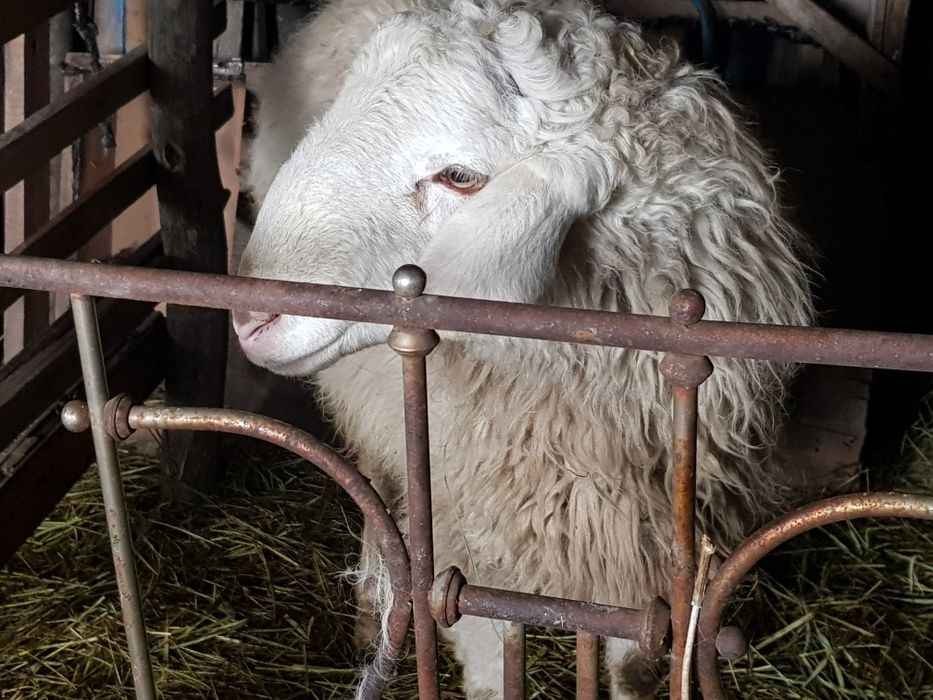 Тоқты тоқты тоқты