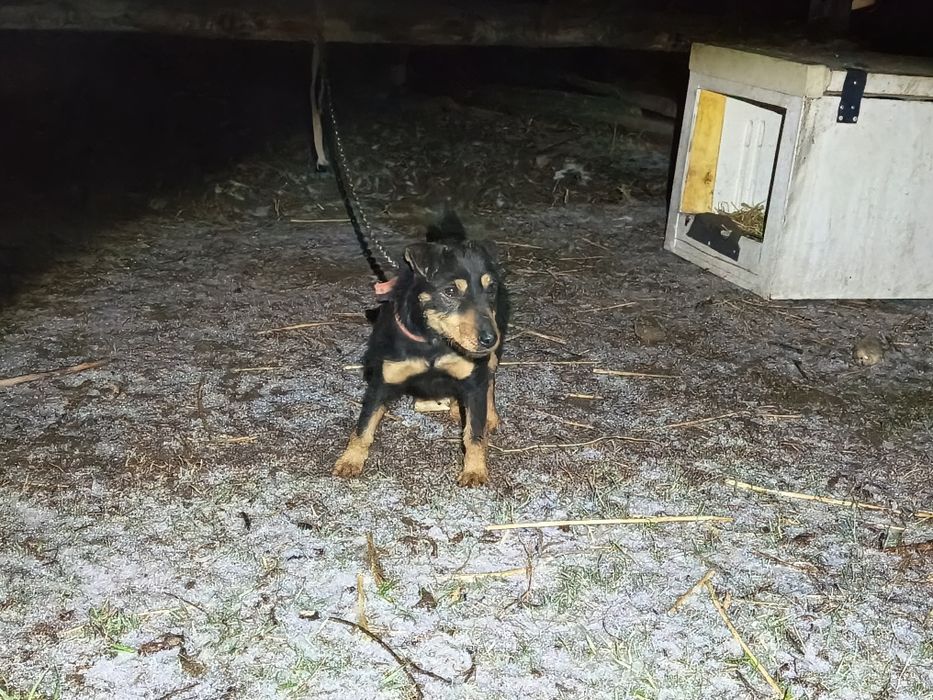 Ягдтерьер сатыладв