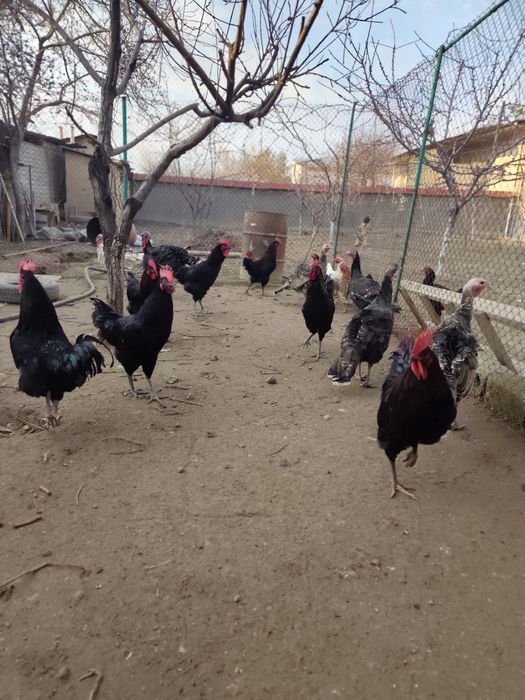 Qora xorozla sotiladi domashniy