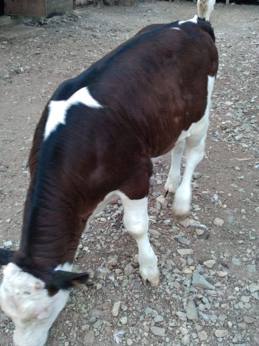 Vând vițel bun de carne relații la numărul de telefon 0748333011la numărul de telefon  0748333011