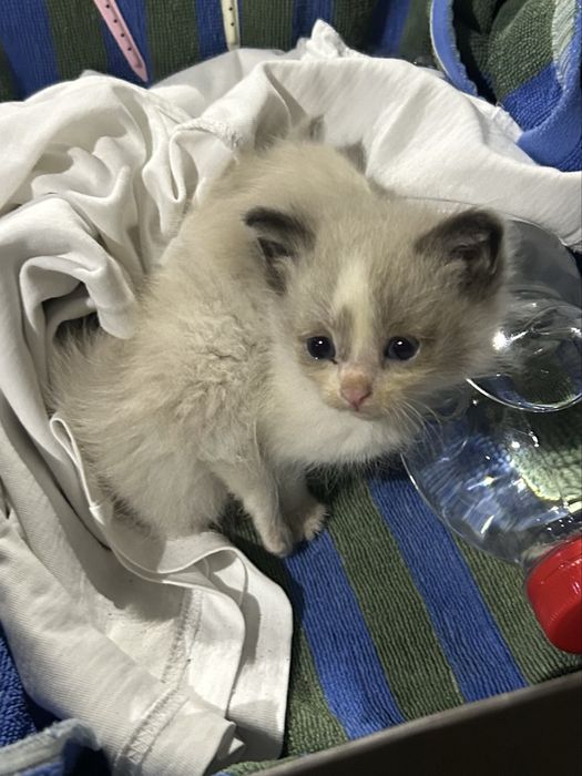 Котят в добрые руки