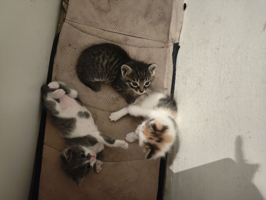 Мысык бесплатно га