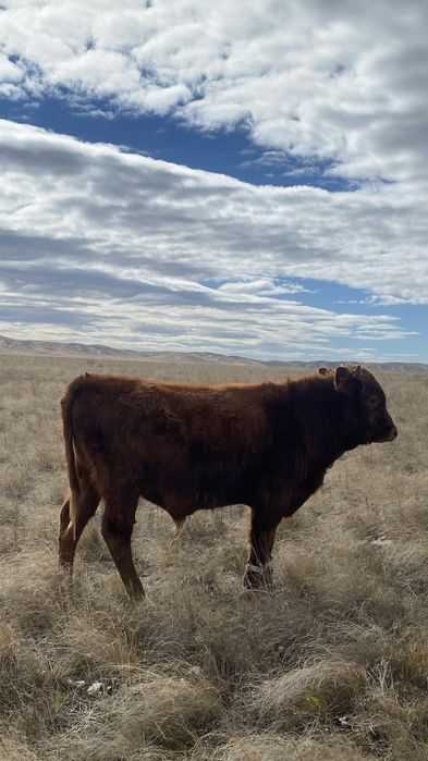 Бычки на продажуу