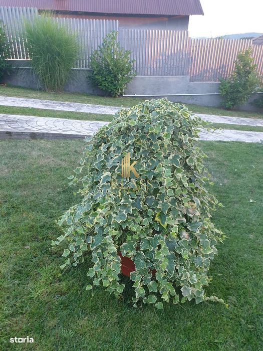 Vila P+1 cu piscina, Curtea de Arges