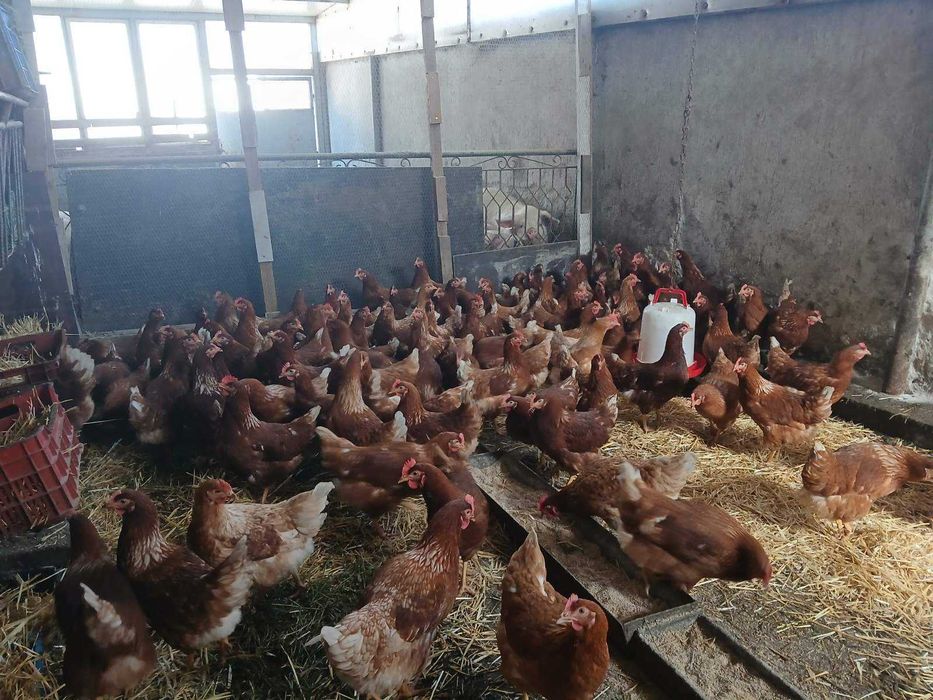 Продавам пронесли млади ярки и кокошки Ломан браун